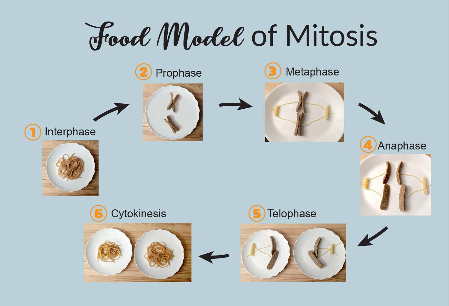 What is Mitosis (Food model of mitosis) - Rs' Science