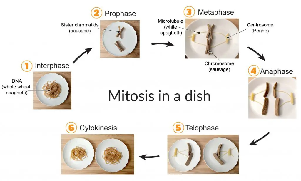 food-model-of-phases-of-mitosis