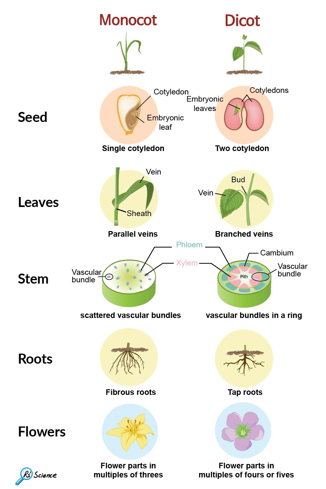 Monocot Vs Dicot Plants Rs Science