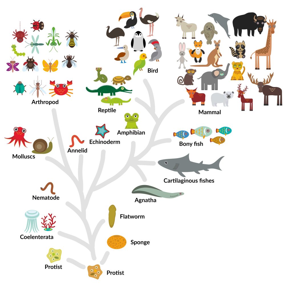 what is a phylogenetic classification