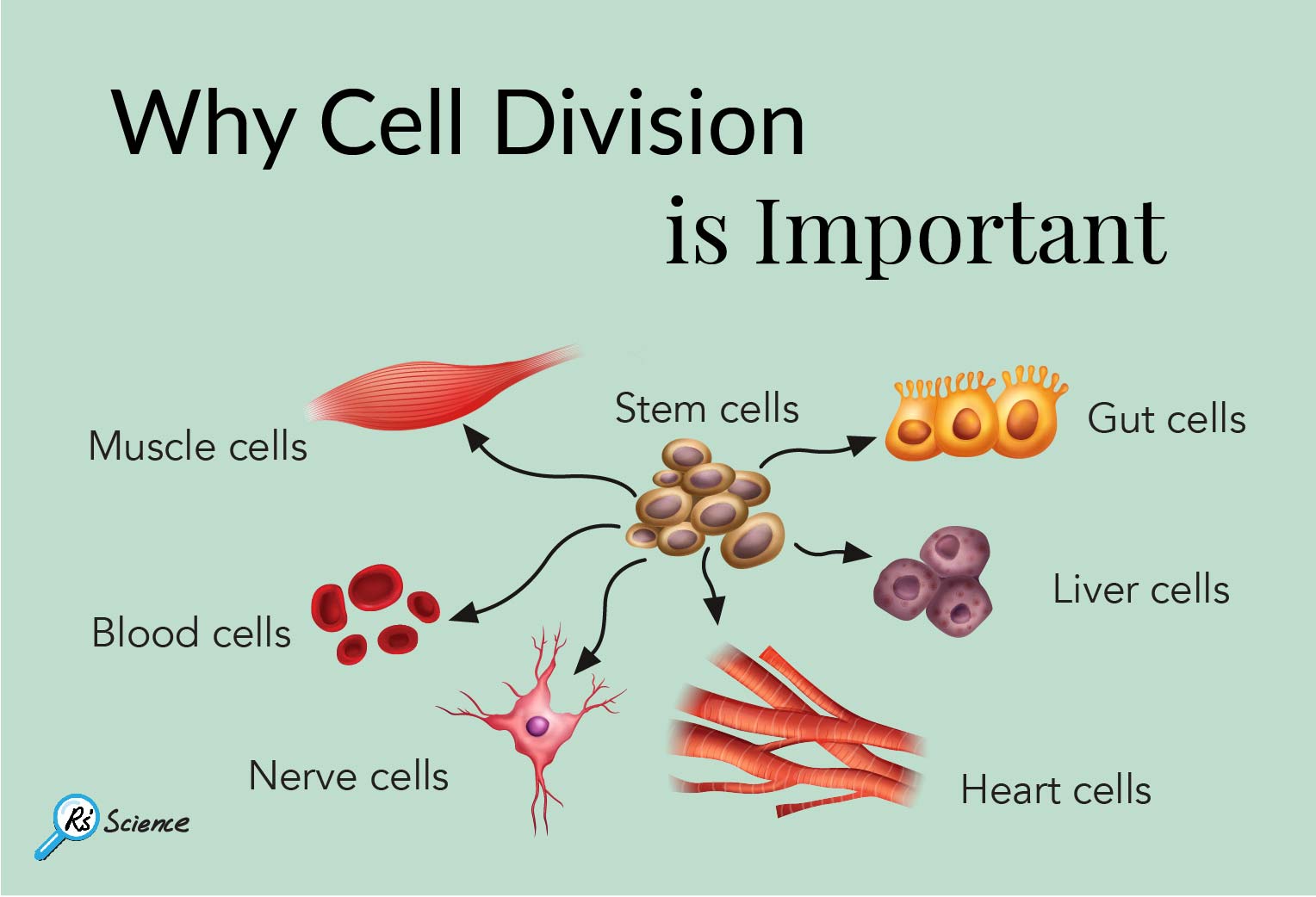why-cell-division-is-important-rs-science