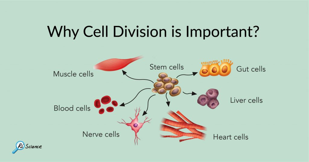 why-cell-division-is-important-rs-science