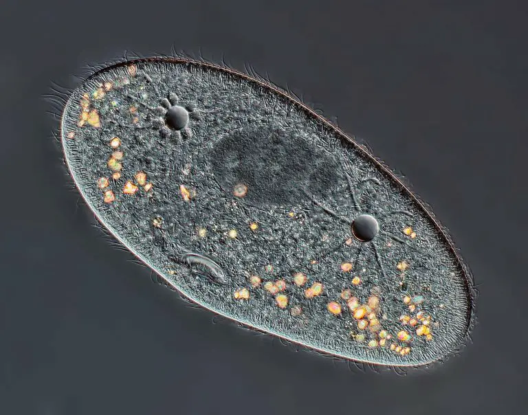 The Structure of Paramecium Cell - Rs' Science