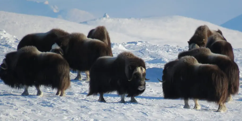 Alaska_Subsistence_MuskOx