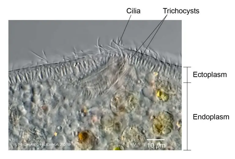 The Structure of Paramecium Cell - Rs' Science