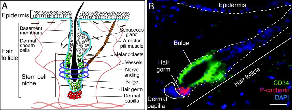 Fluorescent-microscope_hair-follicle