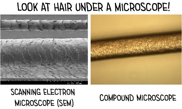 human hair microscopy