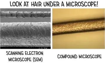 Hair Under a Microscope - Rs' Science