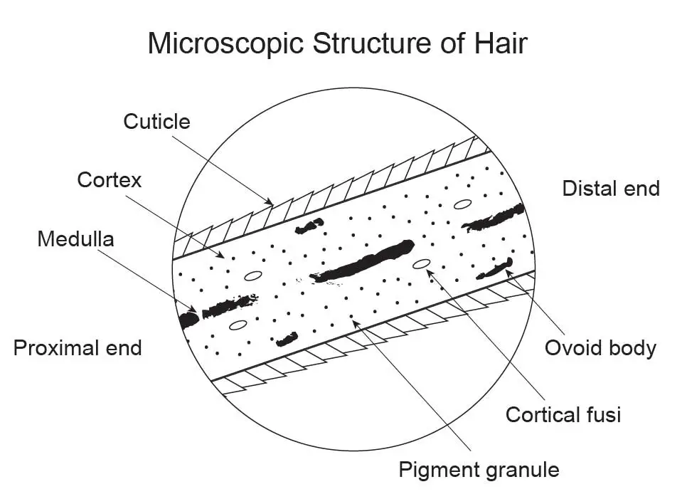 human hair microscopic characteristics