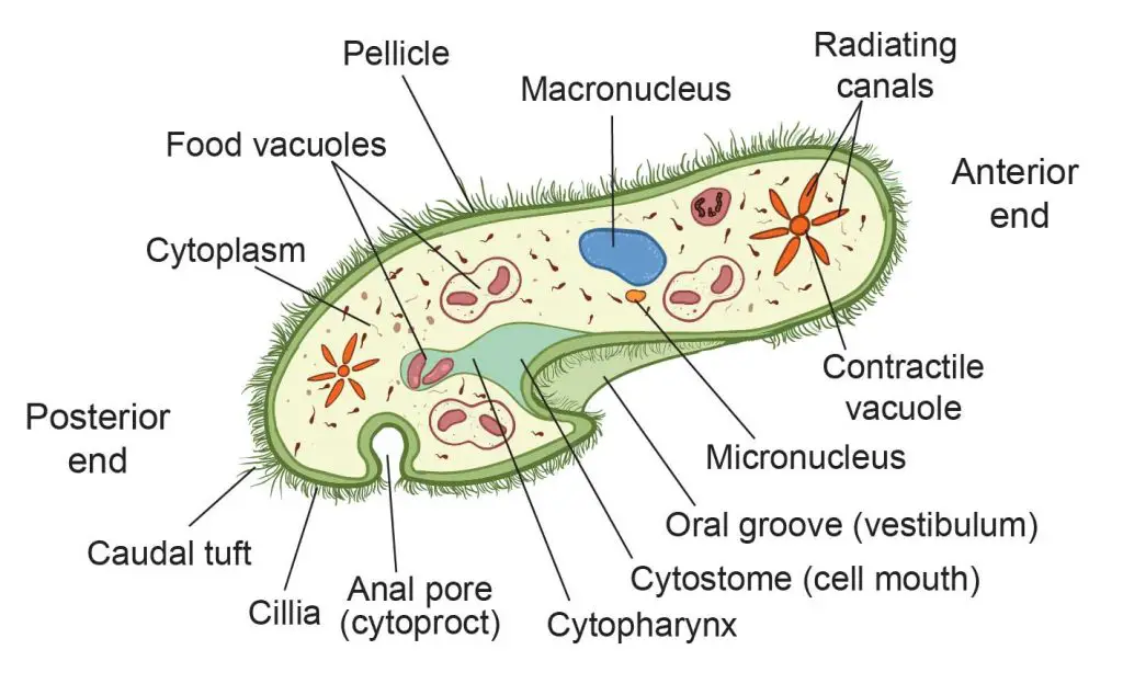  Diagrama da Estrutura das Células do Paramecium rotulado