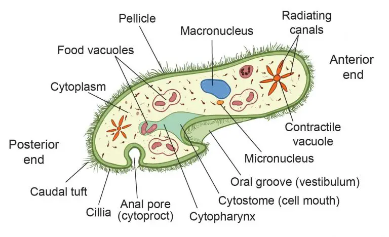 The Structure of Paramecium Cell - Rs' Science