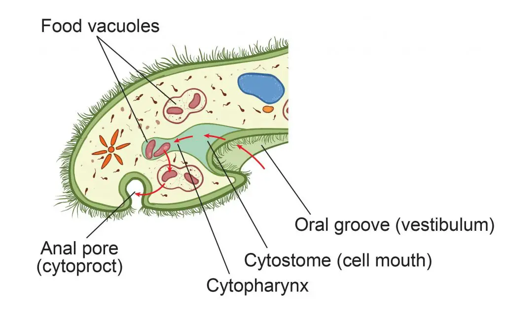 Paramecium-Cell-Structure-feeding-system