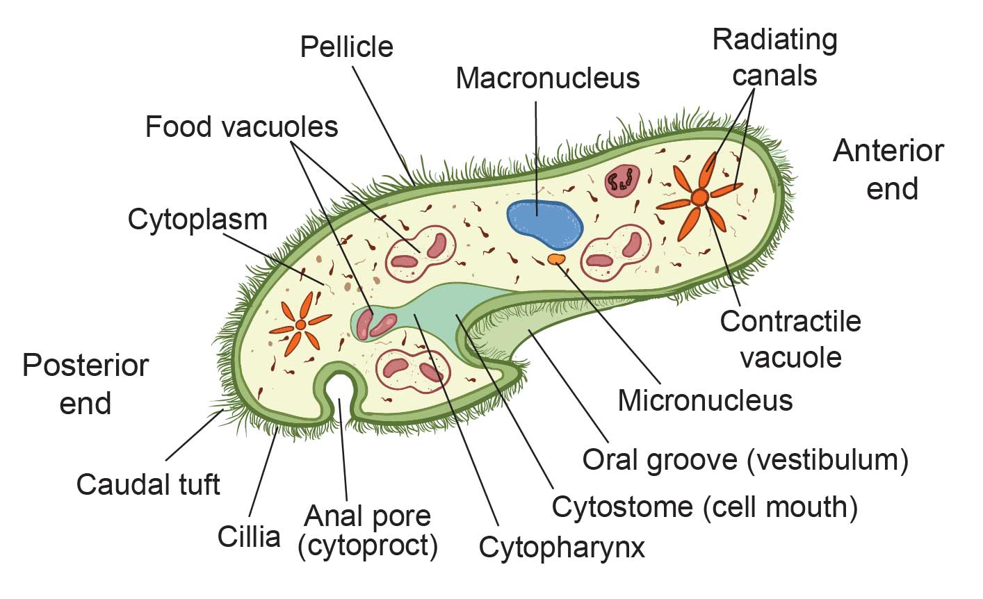 La estructura de la célula de Paramecium - Rs' Ciencia | Bodytech