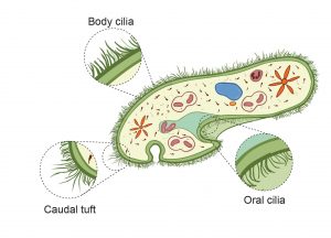 The Structure of Paramecium Cell - Rs' Science