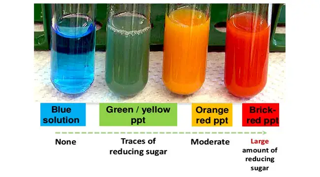 Result-Interpretation-of-Benedicts-Test