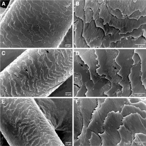 Hair Under a Microscope - Rs' Science