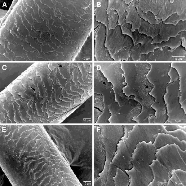 SEM-Micrography-analysis-of-colored-and-straightened-hair-after-enzymatic-hydrolysate