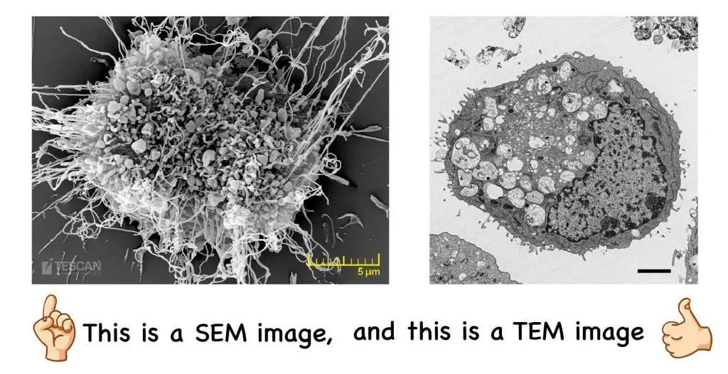SEM-vs-TEM-images
