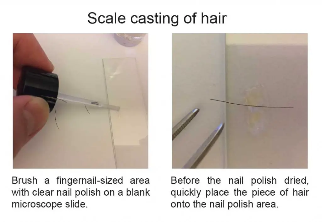 Scale-casting-of-hair-steps