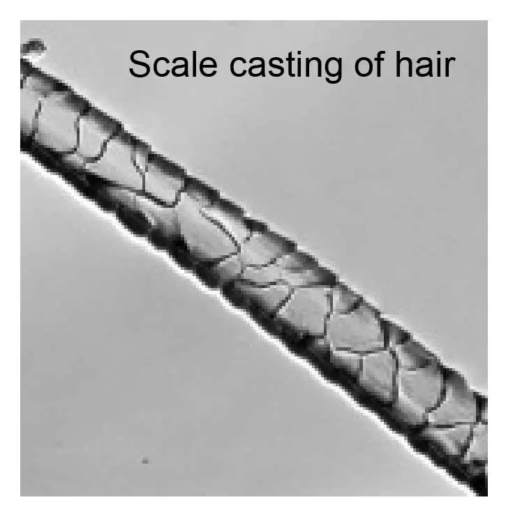 Hair Under a Microscope - Rs' Science