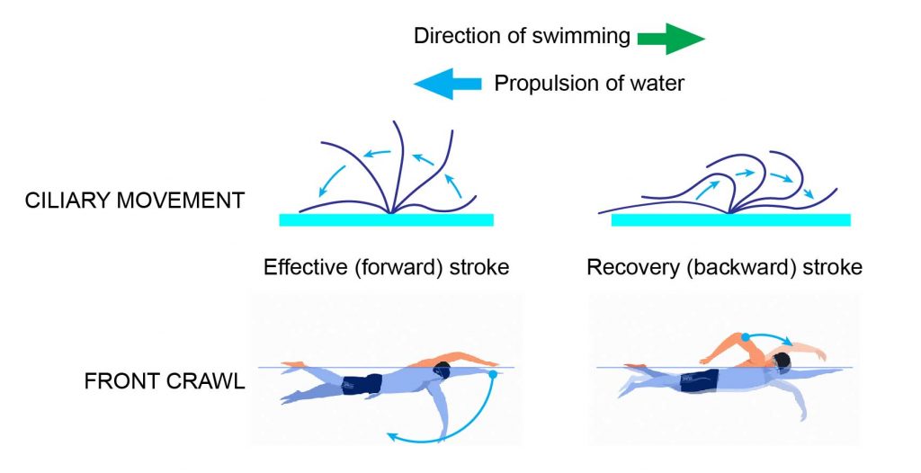 Modèle de course des cils sur une paramécie