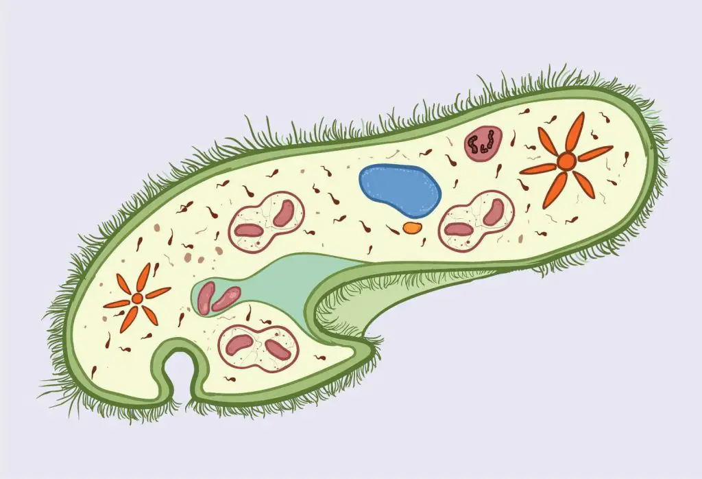 The Structure of Paramecium Cell