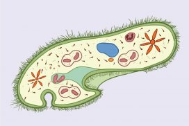 The Structure of Paramecium Cell
