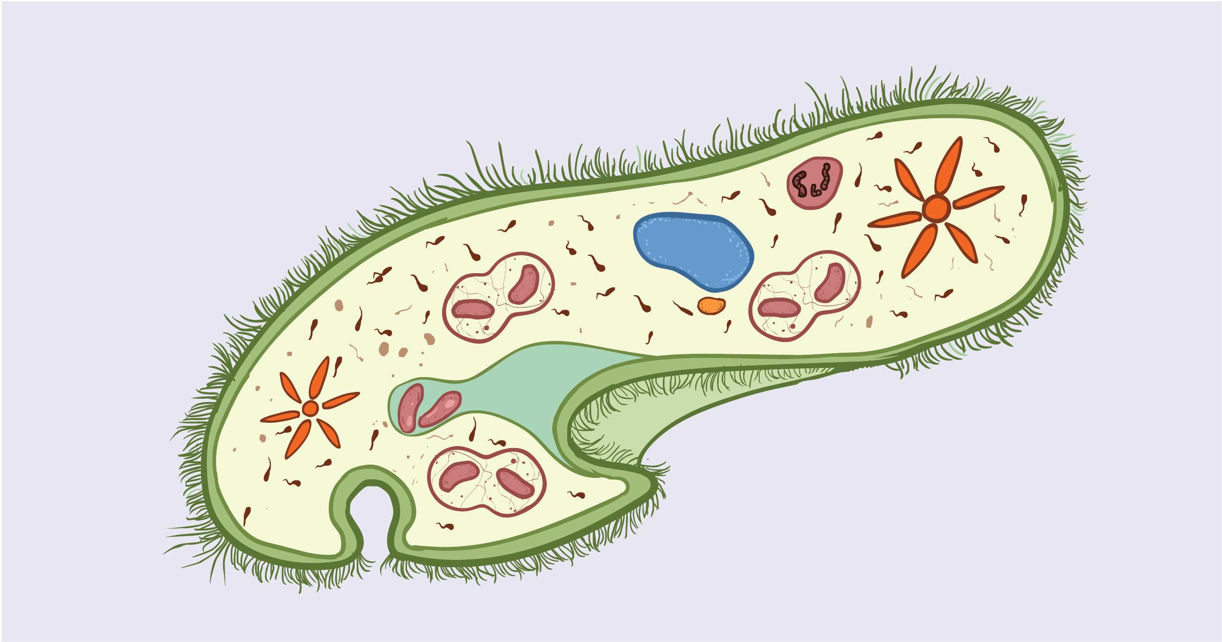 The Structure Of Paramecium Cell - Rs' Science