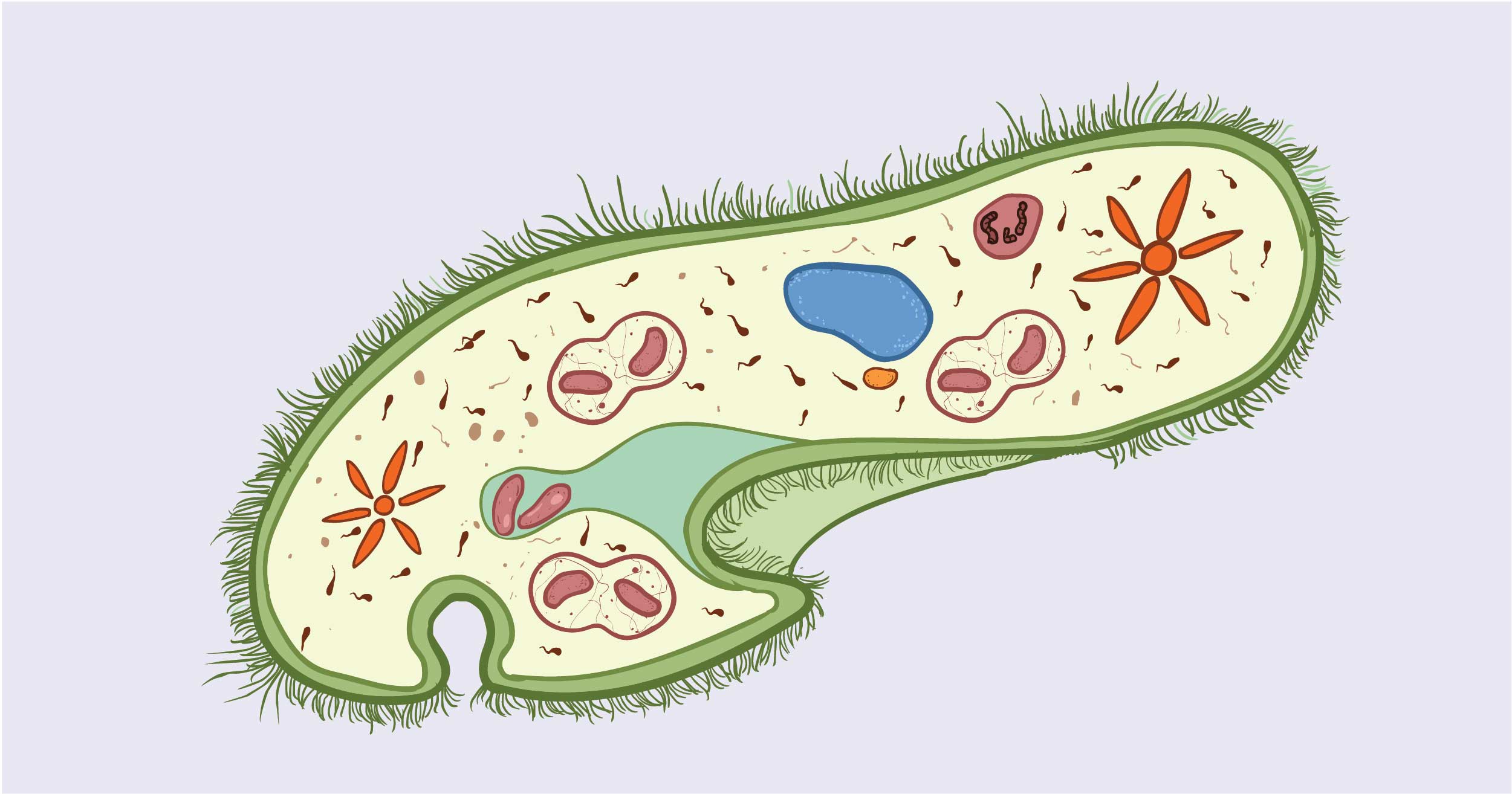 The Structure of Paramecium Cell Rs' Science