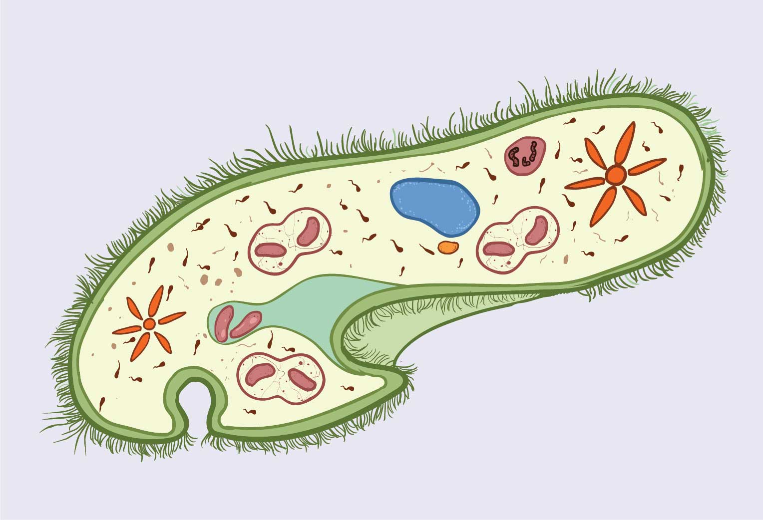 The Structure of Paramecium Cell Rs' Science