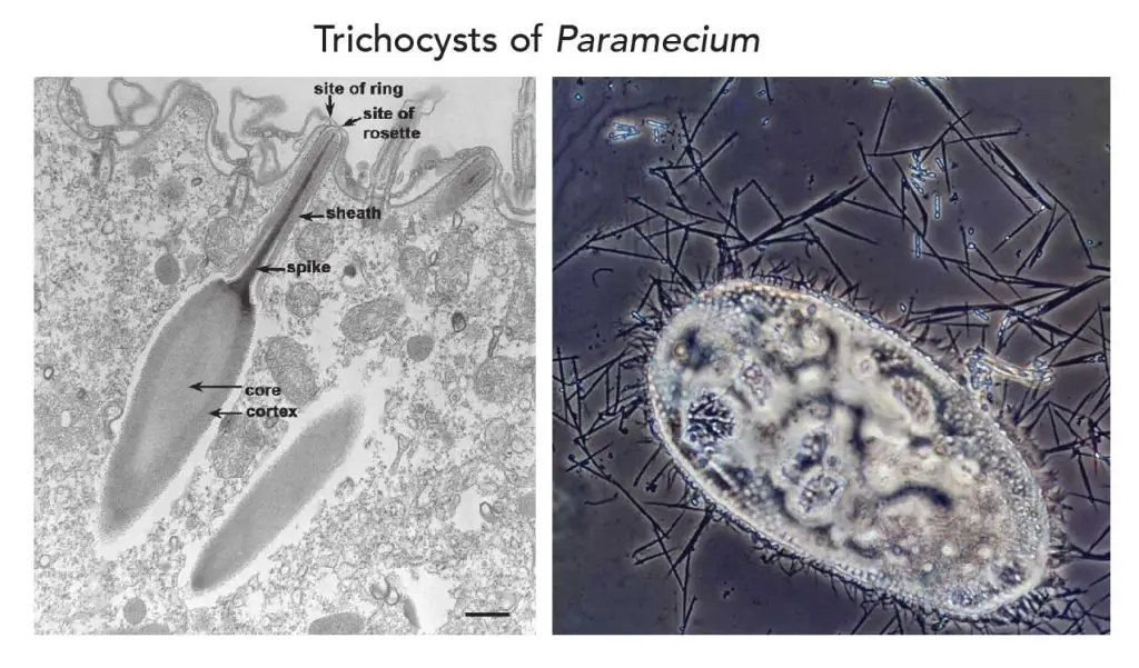 Trichocyst paramecium
