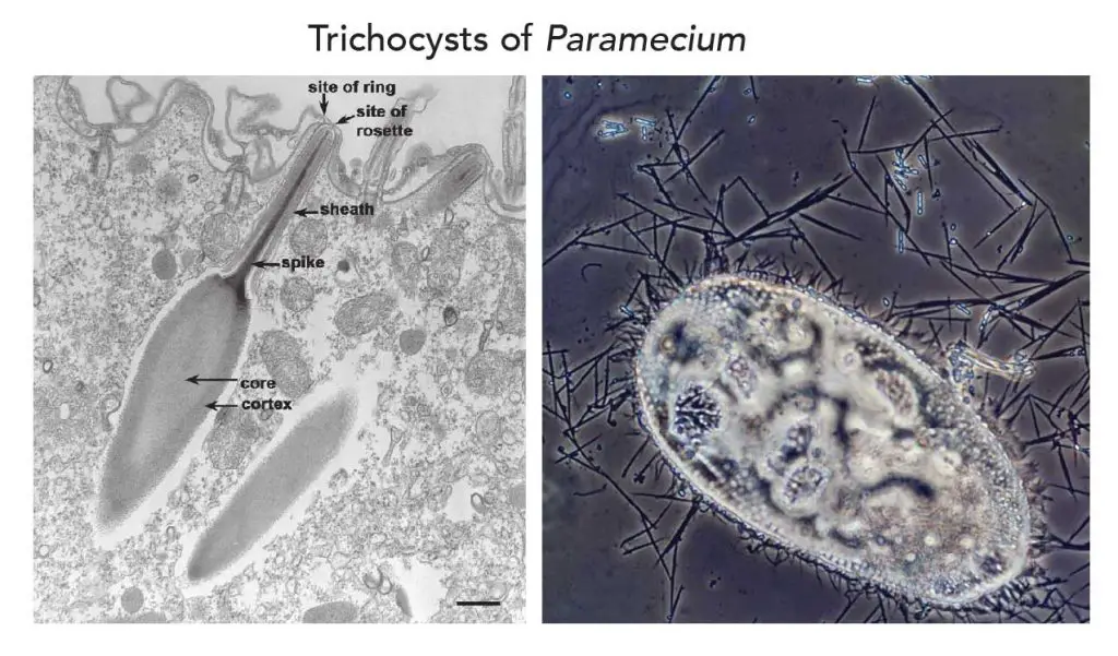 Trichozysten von Paramecium