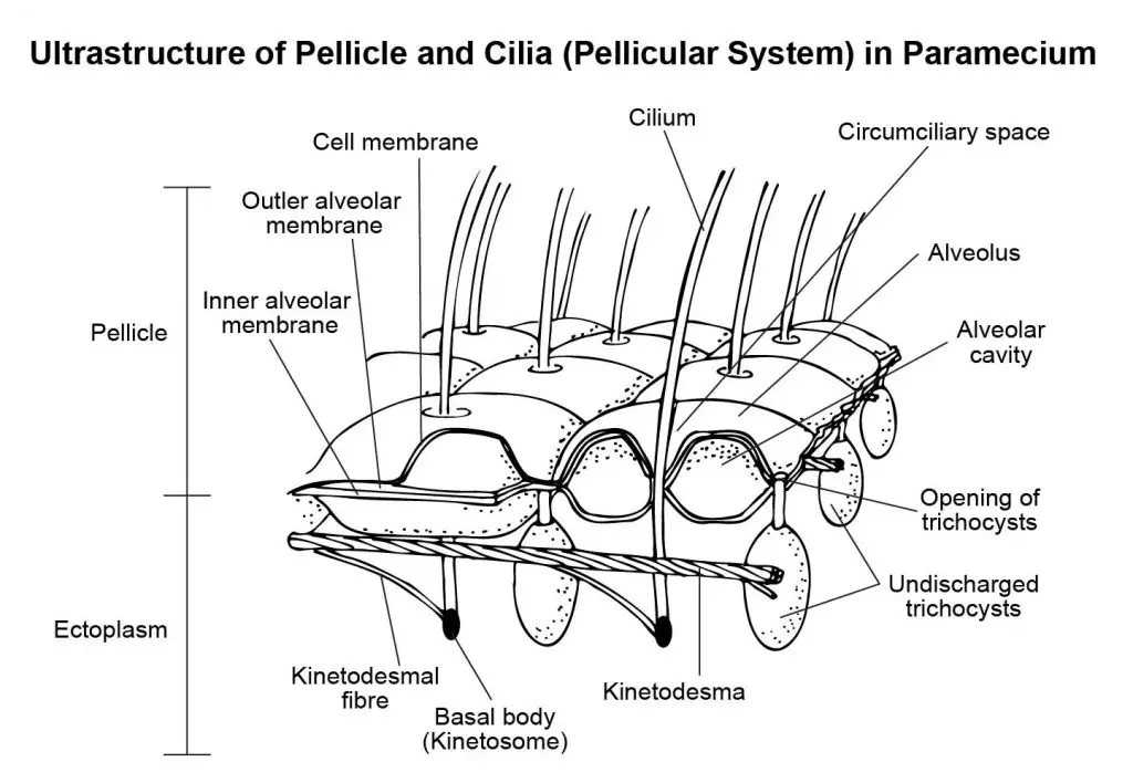 Ultrastructure of pellicle and cilia