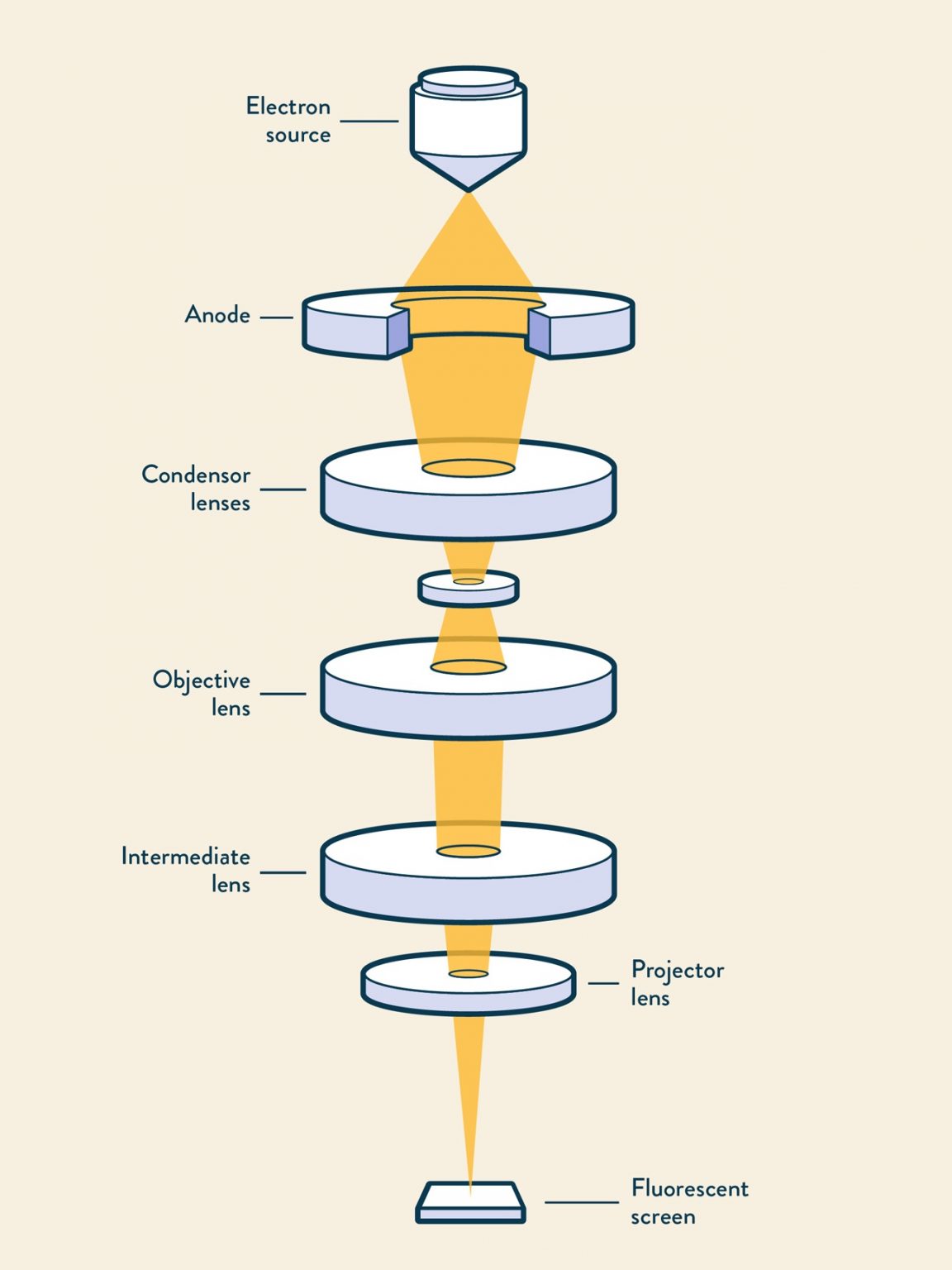 How Does A Transmission Electron Microscope Work