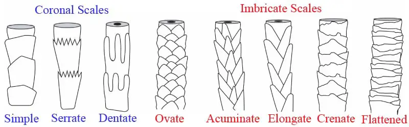 different-cuticle-scales-of-mammalian-hair