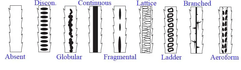 different-medullary-patterns-of-mammalian-hair