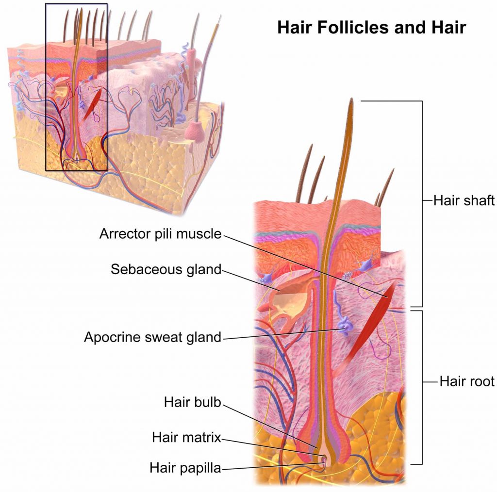 hair-follicles-and-hair