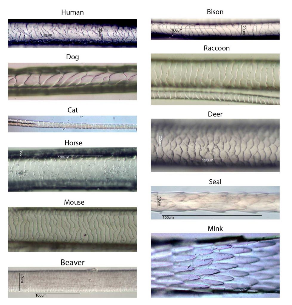 hair-scale-casting-from-different-mammals