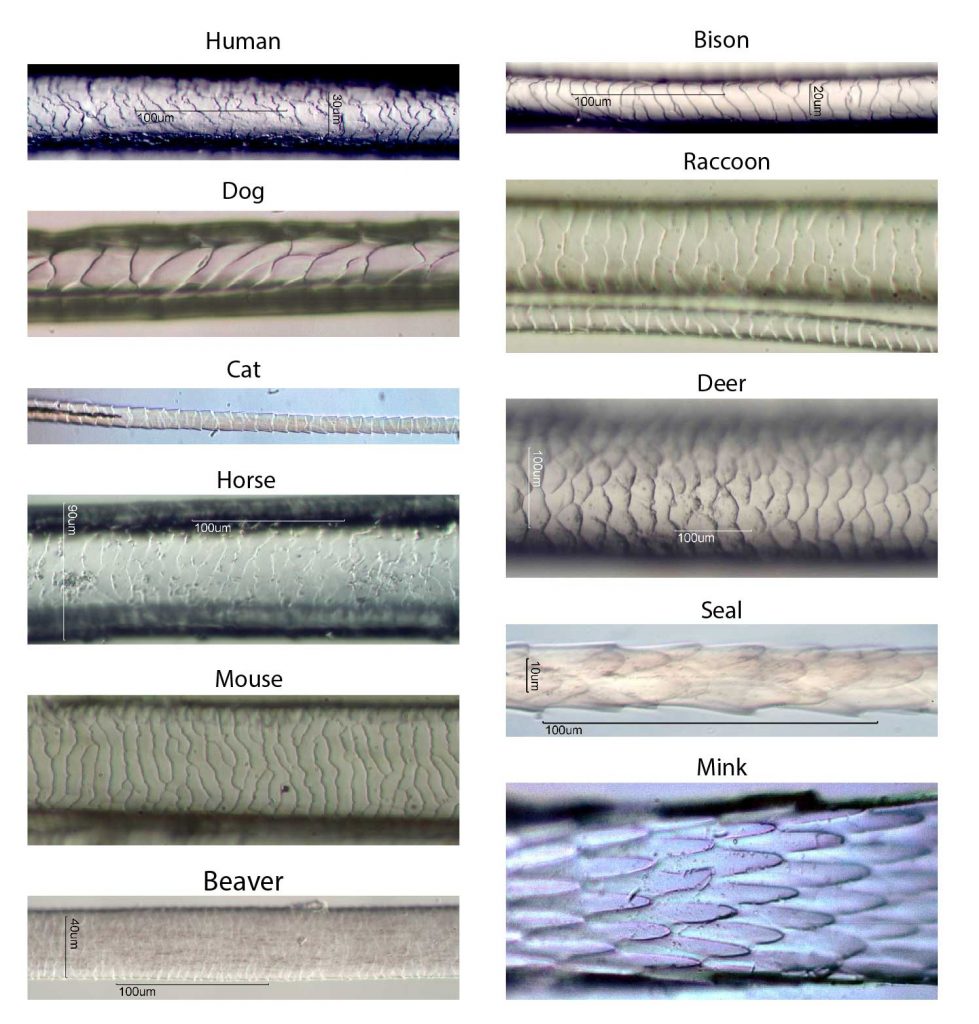 Hair Under A Microscope Rs Science Hair Under A Microscope Rs Science