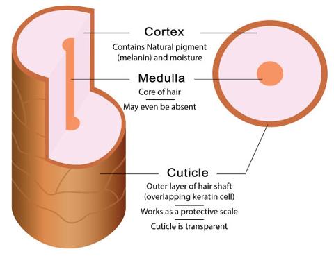 58 Best Images Cat Hair Under Microscope Description / Hair Under The