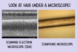 hair under a microscope