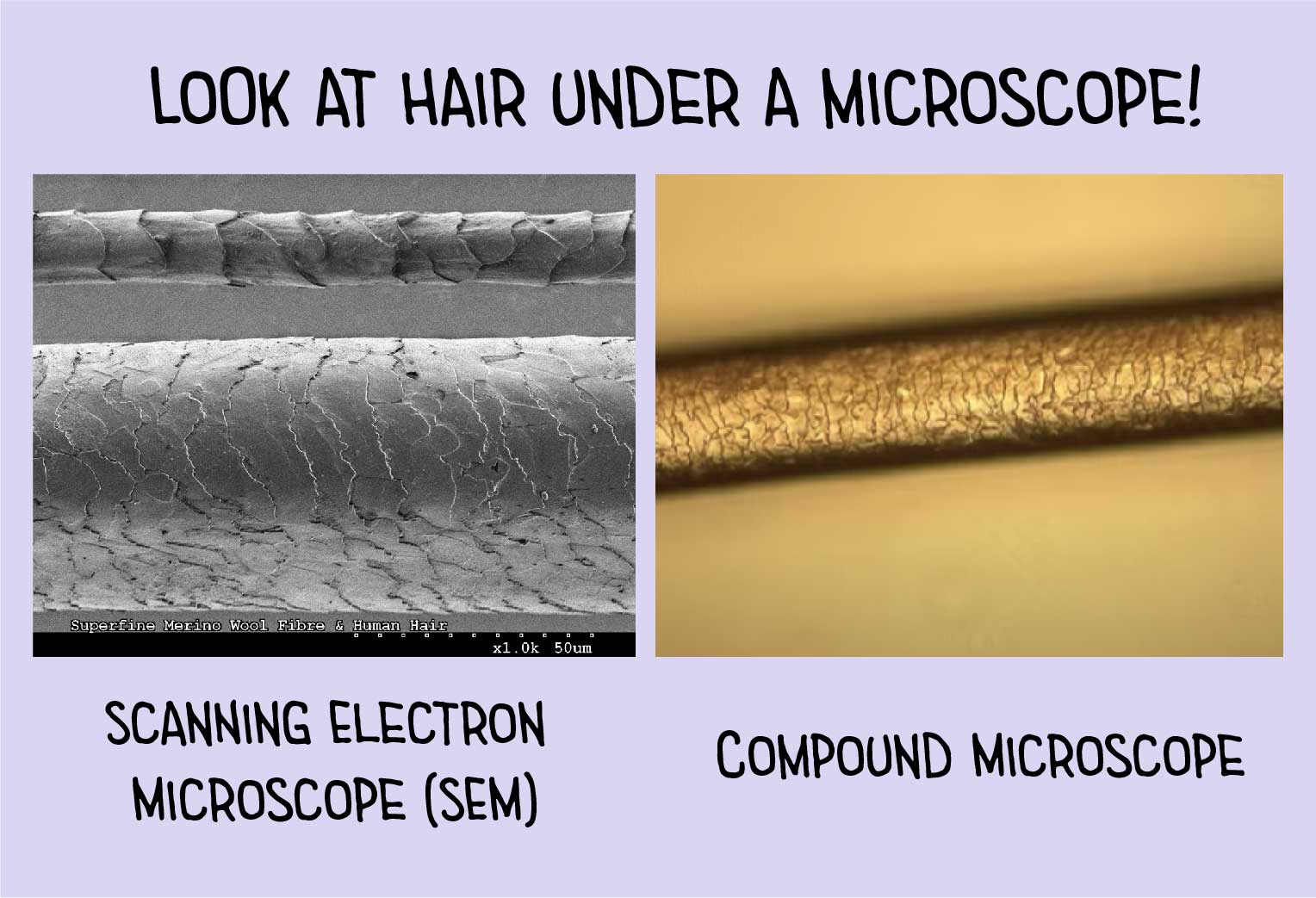 human hair under electron microscope