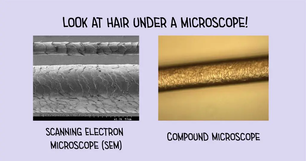 Hair Under a Microscope - Rs' Science