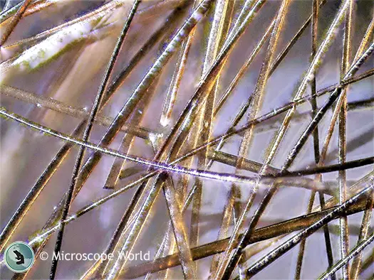 hairs-under-a-stereo-microscope