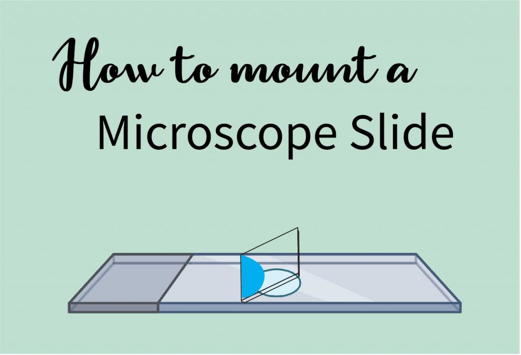 how to mount a microscope slide