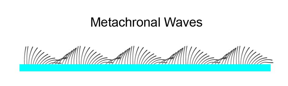 metachronal-waves