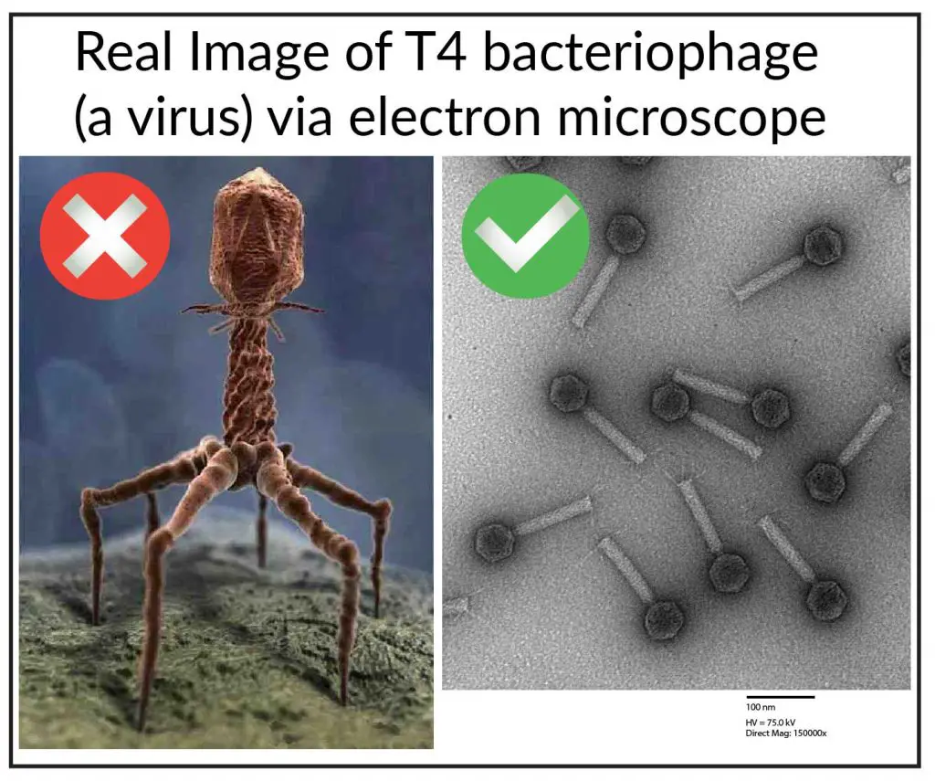 not-real-bacteriophage-electron-microscope-image-1