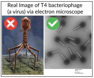 Science Facts Behind Astonishing Electron Microscope Images Rs Science