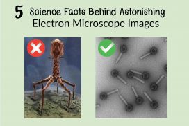 science facts behind astonishing electron microscope images