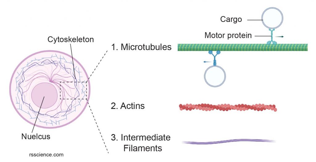 3-type-of-Cytoskeletons